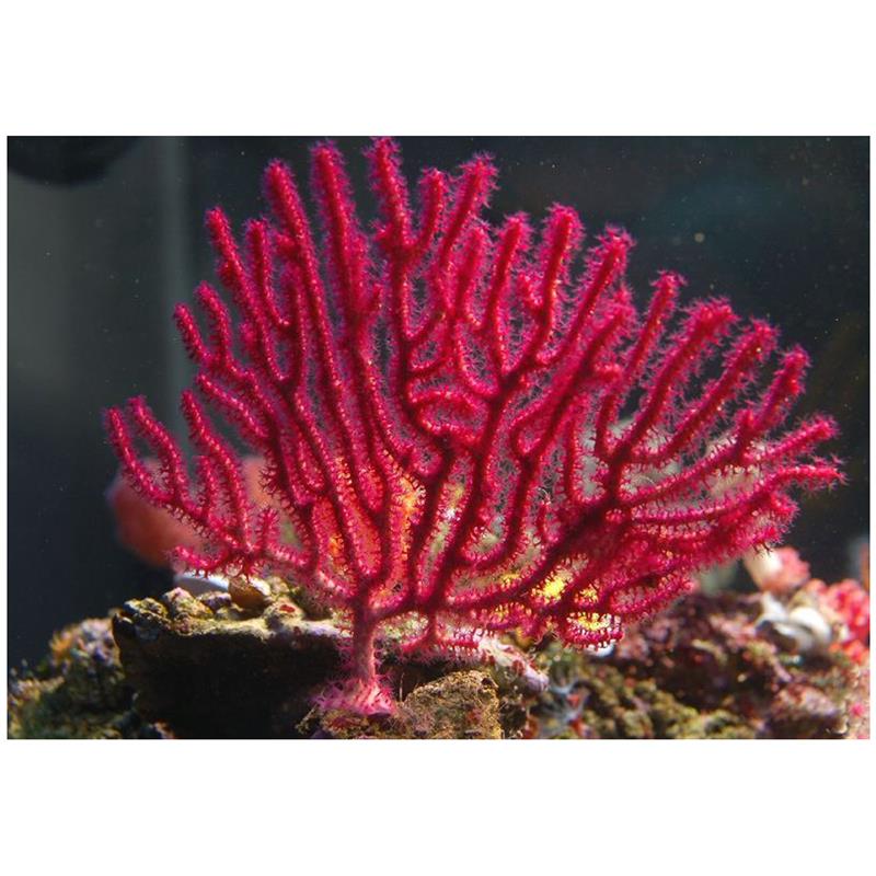 Corali Echinogorgia sp. (rosii/violet) - imagine 4